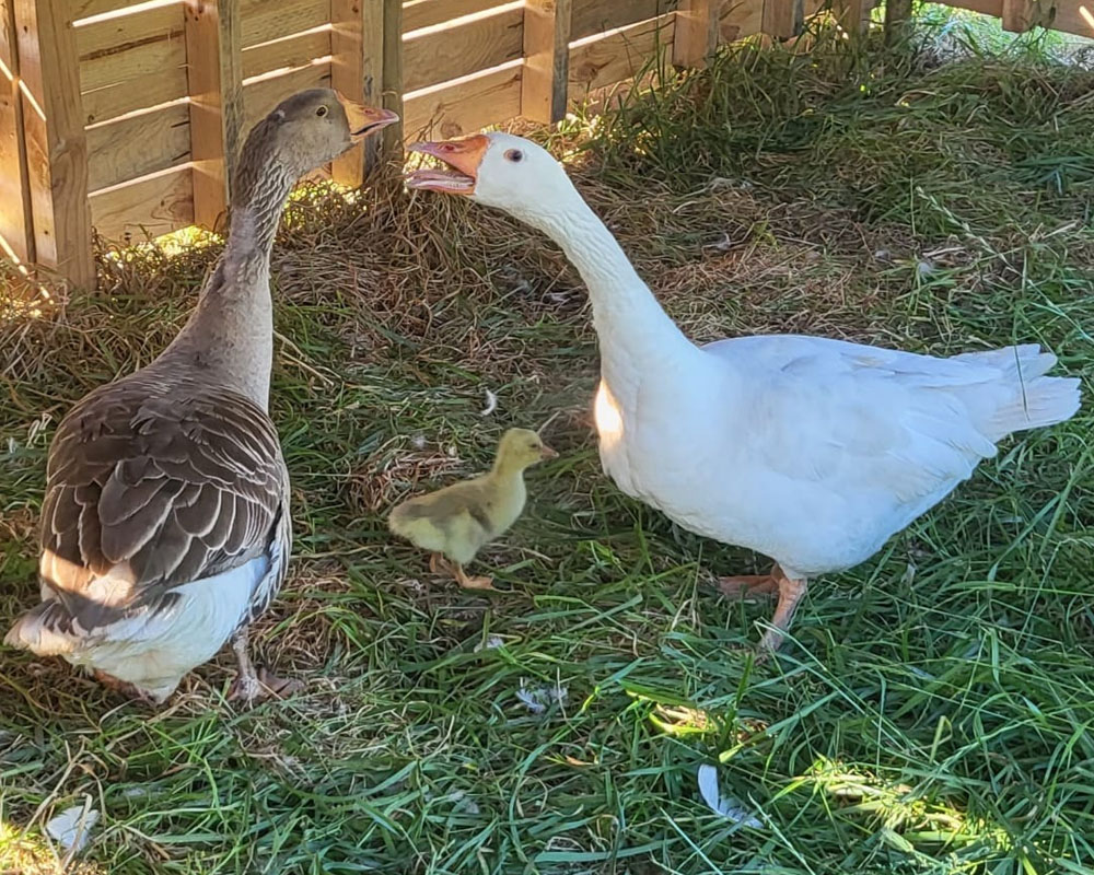 La oca Carlota  y su familia