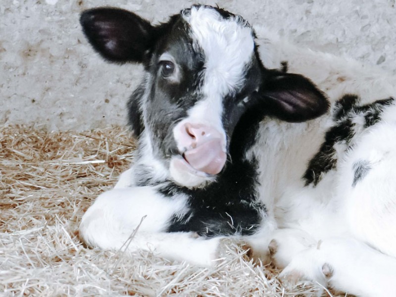 Nuestras vacas son de raza frisona