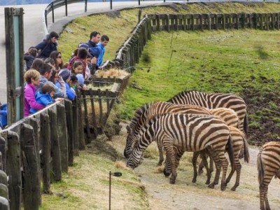 Cebras en Cabárceno
