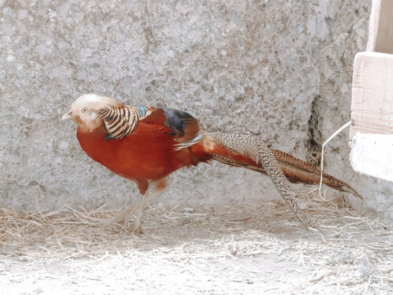 Es tan guapo que necesita tener más de dos novias
