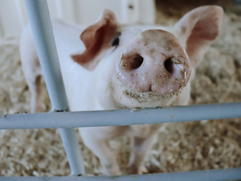 En cantabria a los cerdos los llamamos chones